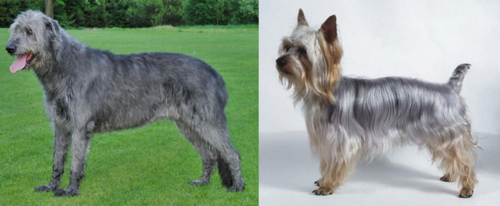Silky Terrier vs Irish Wolfhound - Breed Comparison