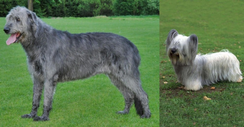 Skye Terrier vs Irish Wolfhound - Breed Comparison