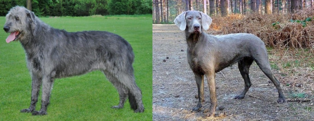 Slovensky Hrubosrsty Stavac vs Irish Wolfhound - Breed Comparison