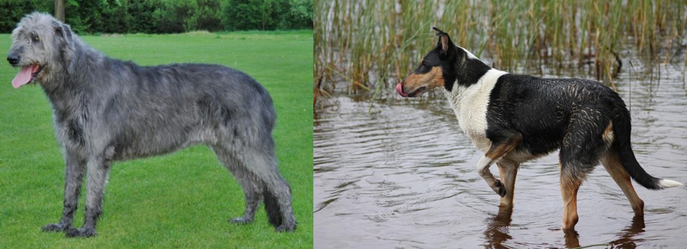 Smooth Collie vs Irish Wolfhound - Breed Comparison
