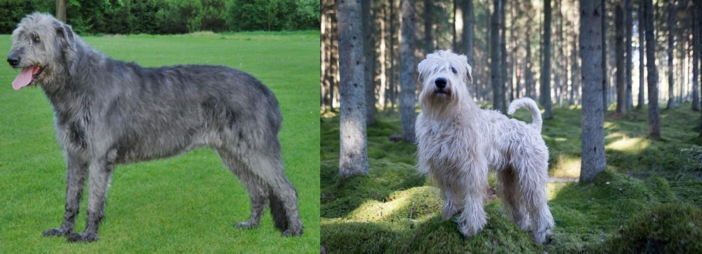 Soft-Coated Wheaten Terrier vs Irish Wolfhound - Breed Comparison
