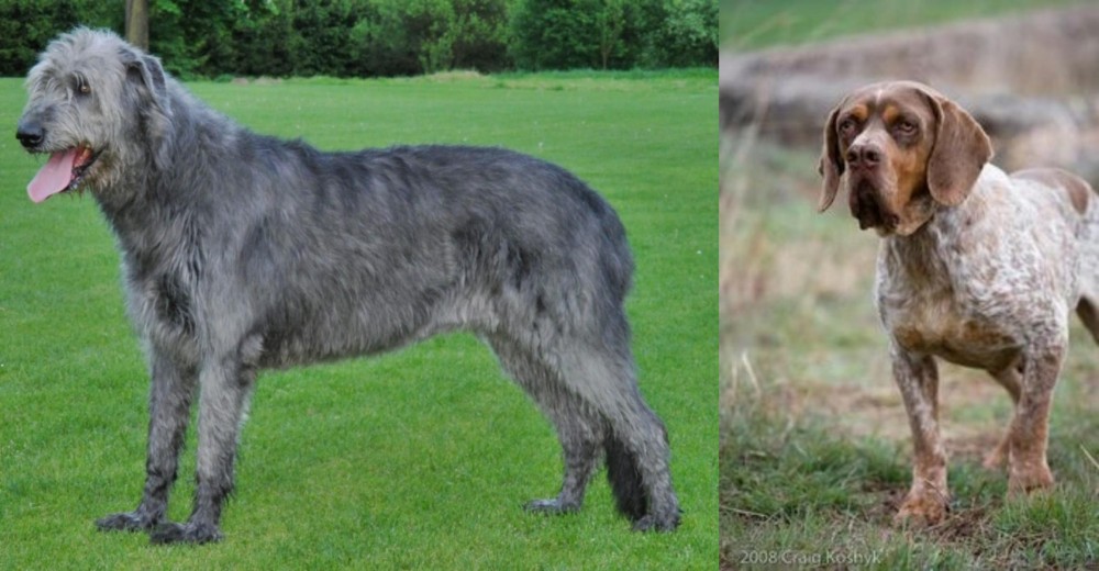 Spanish Pointer vs Irish Wolfhound - Breed Comparison