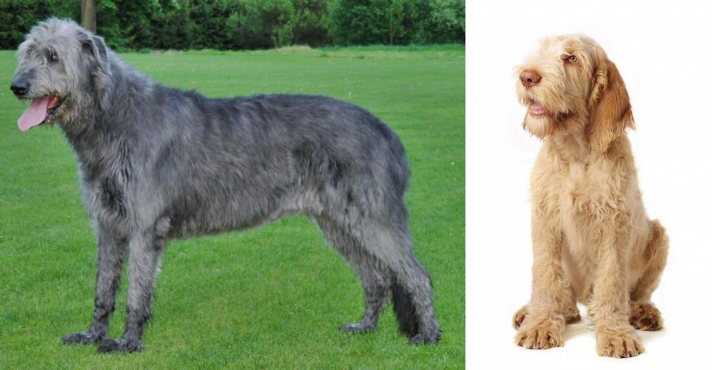 Spinone Italiano vs Irish Wolfhound - Breed Comparison