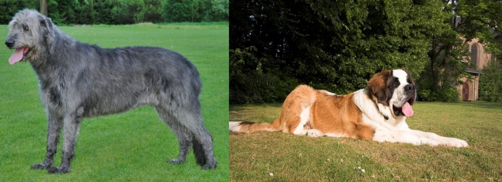 St. Bernard vs Irish Wolfhound - Breed Comparison