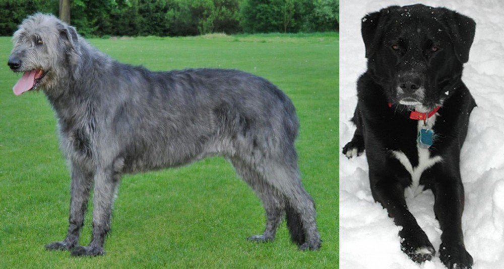 St. John's Water Dog vs Irish Wolfhound - Breed Comparison