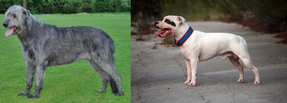 Staffordshire Bull Terrier vs Irish Wolfhound - Breed Comparison