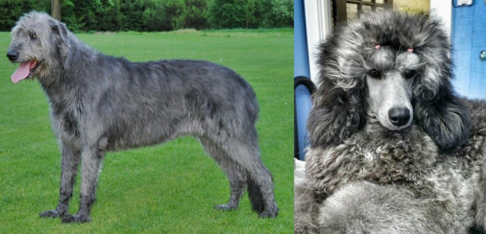 Standard Poodle vs Irish Wolfhound - Breed Comparison