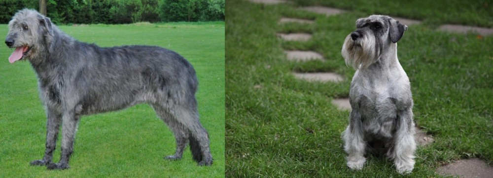 Standard Schnauzer vs Irish Wolfhound - Breed Comparison