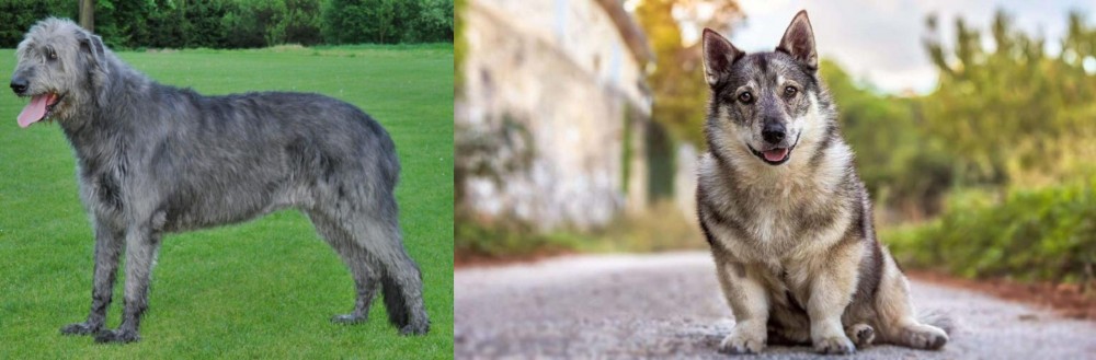 Swedish Vallhund vs Irish Wolfhound - Breed Comparison
