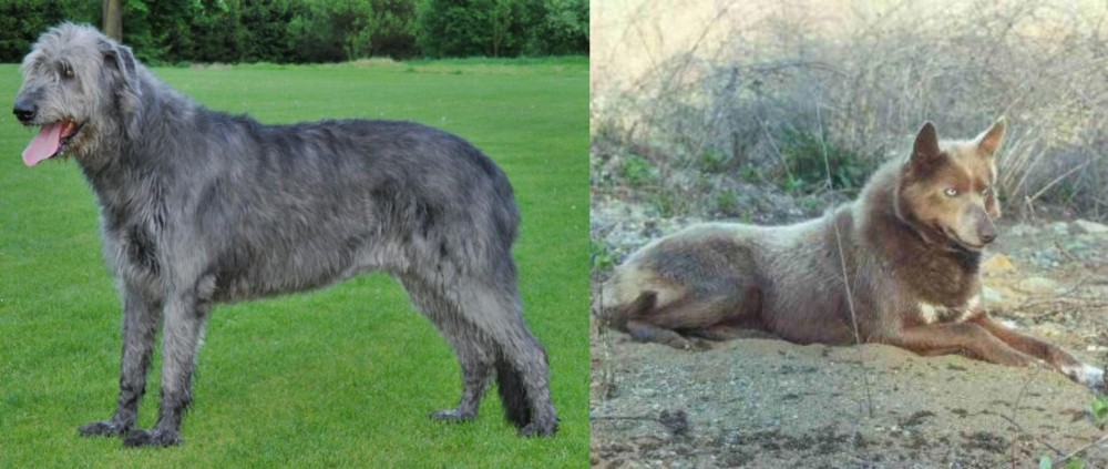 Tahltan Bear Dog vs Irish Wolfhound - Breed Comparison