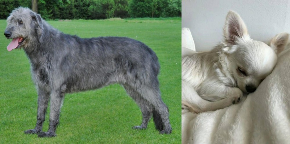 Tea Cup Chihuahua vs Irish Wolfhound - Breed Comparison
