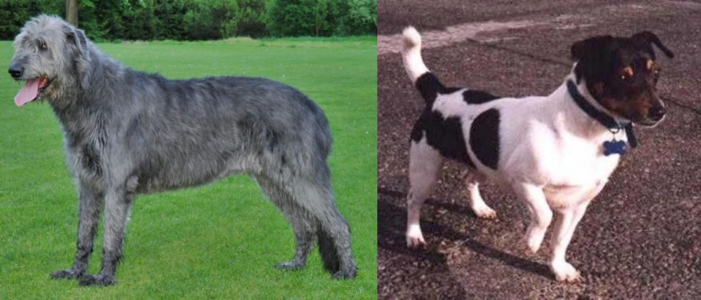 Teddy Roosevelt Terrier vs Irish Wolfhound - Breed Comparison