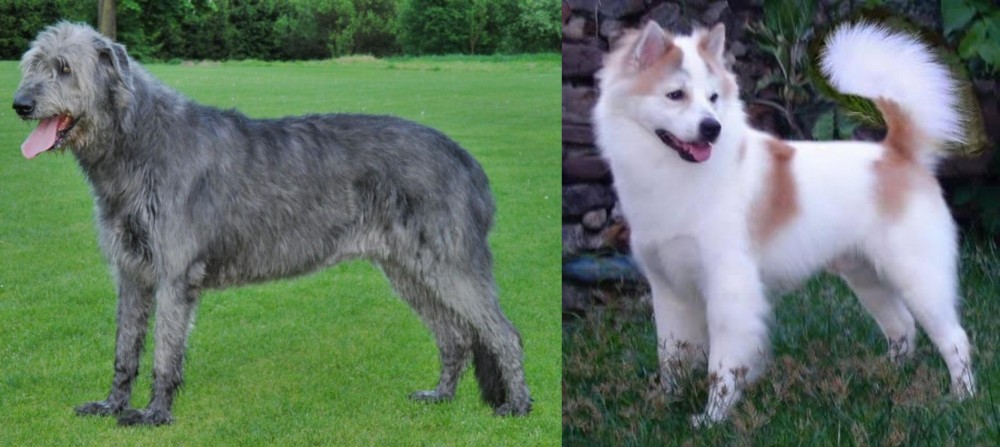 Thai Bangkaew vs Irish Wolfhound - Breed Comparison