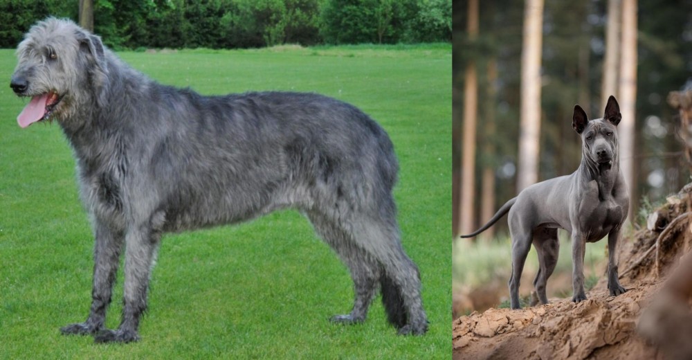 Thai Ridgeback vs Irish Wolfhound - Breed Comparison