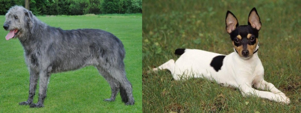Toy Fox Terrier vs Irish Wolfhound - Breed Comparison