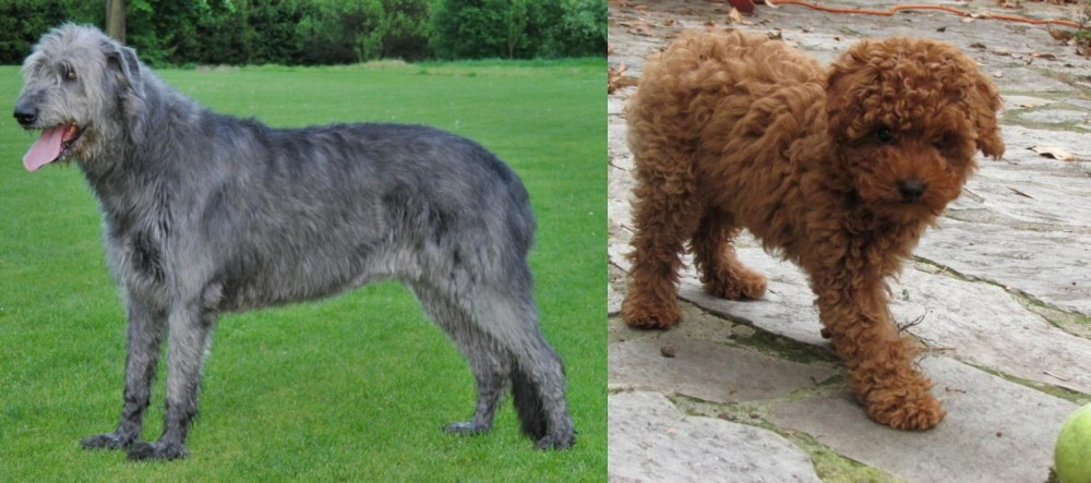 Toy Poodle vs Irish Wolfhound - Breed Comparison