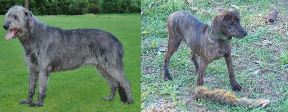 Treeing Cur vs Irish Wolfhound - Breed Comparison
