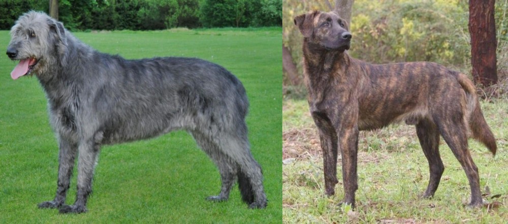 Treeing Tennessee Brindle vs Irish Wolfhound - Breed Comparison