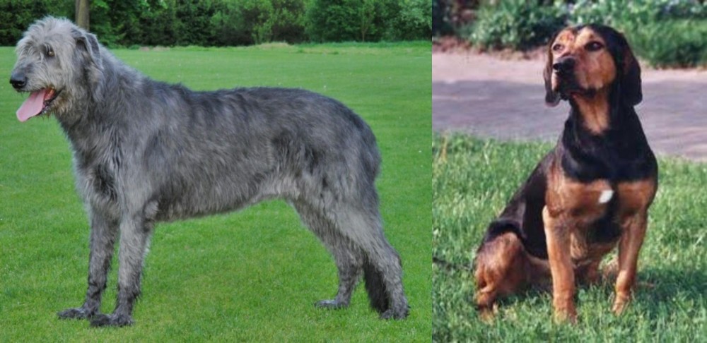 Tyrolean Hound vs Irish Wolfhound - Breed Comparison