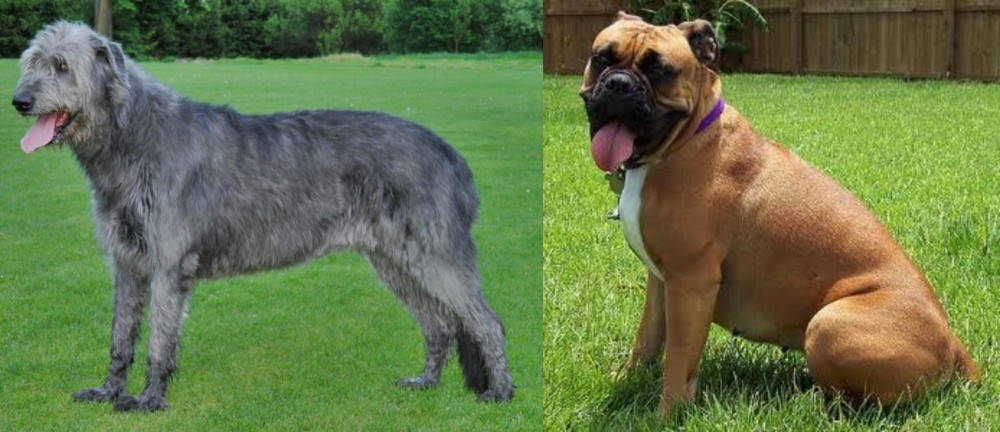 Valley Bulldog vs Irish Wolfhound - Breed Comparison