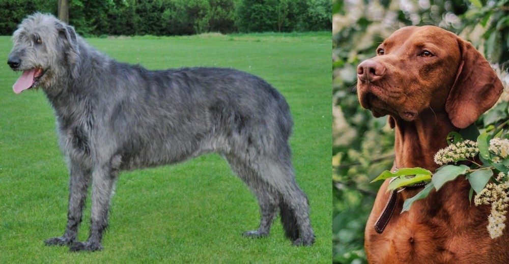 Vizsla vs Irish Wolfhound - Breed Comparison