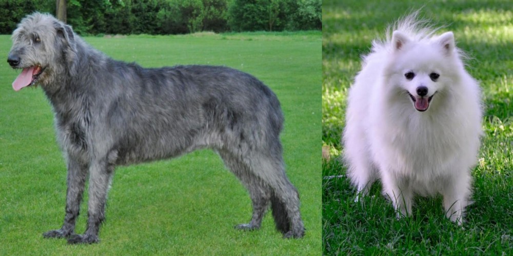 Volpino Italiano vs Irish Wolfhound - Breed Comparison