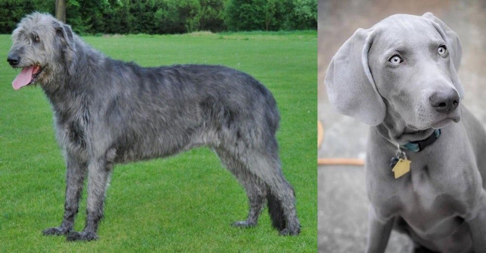 Weimaraner vs Irish Wolfhound - Breed Comparison