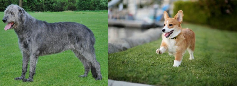 Welsh Corgi vs Irish Wolfhound - Breed Comparison