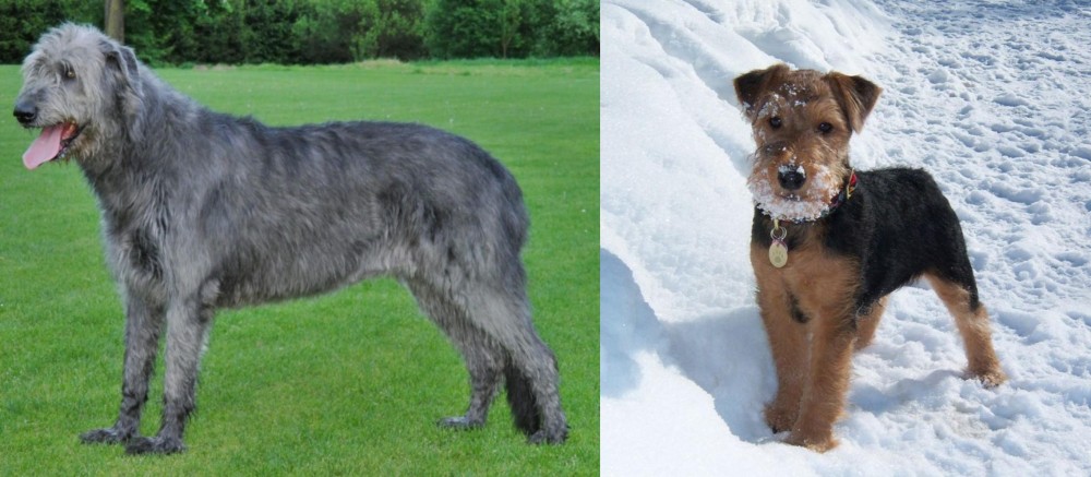 Welsh Terrier vs Irish Wolfhound - Breed Comparison