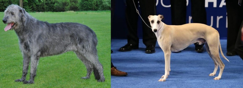 Whippet vs Irish Wolfhound - Breed Comparison