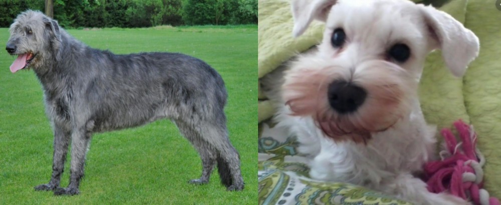 White Schnauzer vs Irish Wolfhound - Breed Comparison
