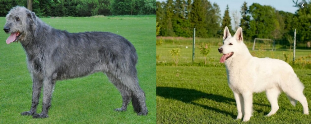White Shepherd vs Irish Wolfhound - Breed Comparison