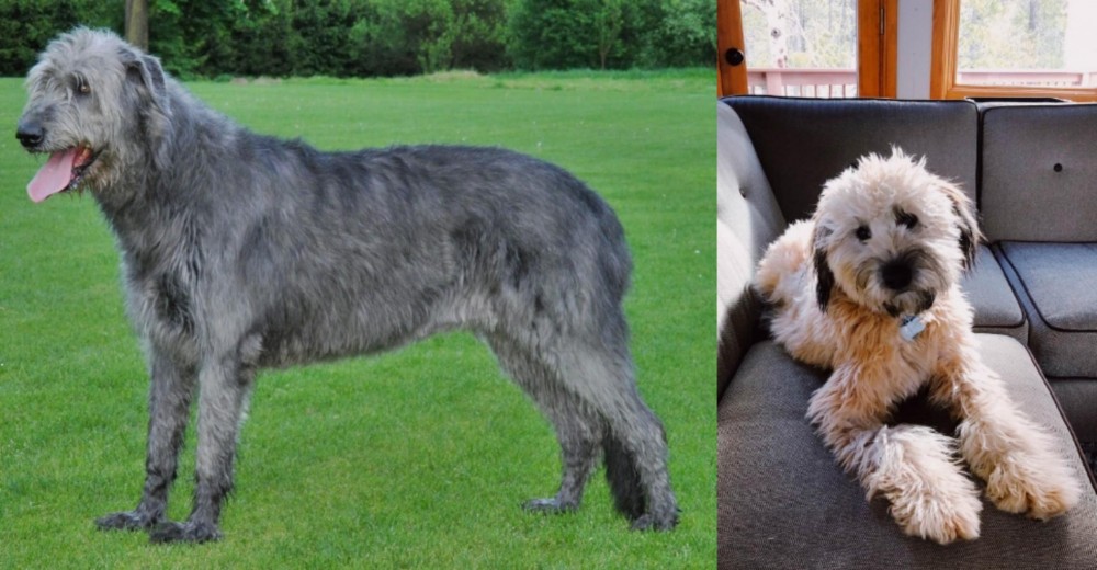 Whoodles vs Irish Wolfhound - Breed Comparison