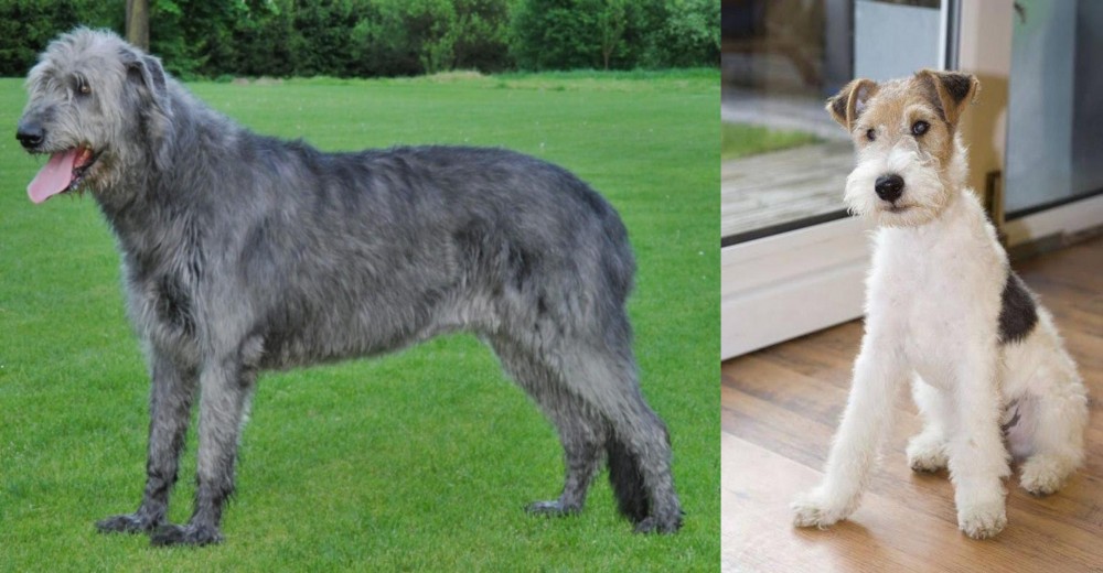 Wire Fox Terrier vs Irish Wolfhound - Breed Comparison