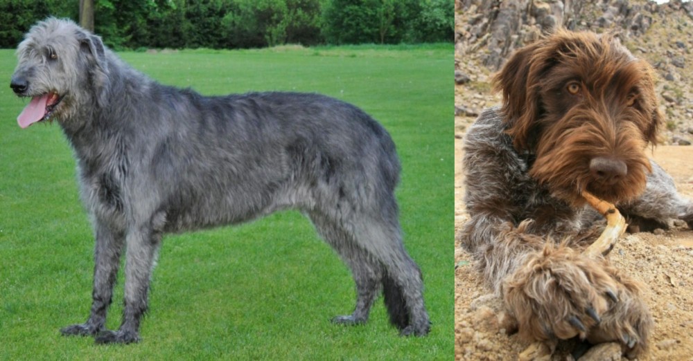 Wirehaired Pointing Griffon vs Irish Wolfhound - Breed Comparison