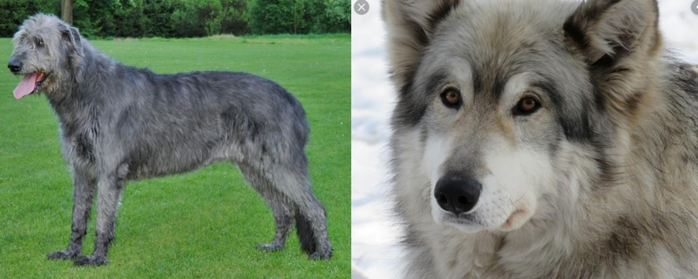 Wolfdog vs Irish Wolfhound - Breed Comparison