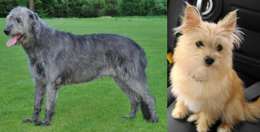 Yoranian vs Irish Wolfhound - Breed Comparison