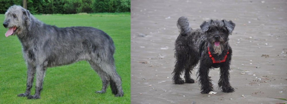 YorkiePoo vs Irish Wolfhound - Breed Comparison