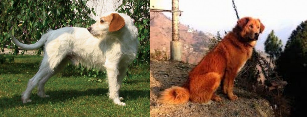 Himalayan Sheepdog vs Istarski Ostrodlaki Gonic - Breed Comparison