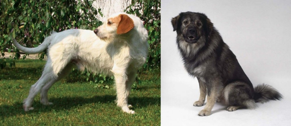 Istrian Sheepdog vs Istarski Ostrodlaki Gonic - Breed Comparison