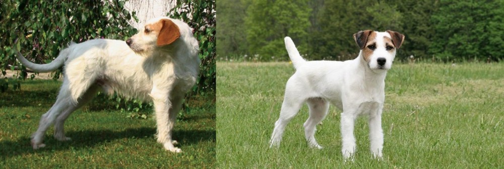 Jack Russell Terrier vs Istarski Ostrodlaki Gonic - Breed Comparison