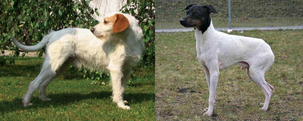 Japanese Terrier vs Istarski Ostrodlaki Gonic - Breed Comparison