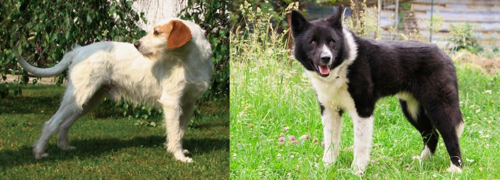 Karelian Bear Dog vs Istarski Ostrodlaki Gonic - Breed Comparison