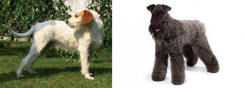 Kerry Blue Terrier vs Istarski Ostrodlaki Gonic - Breed Comparison