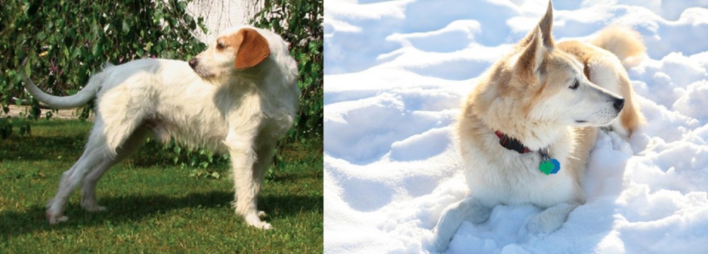 Labrador Husky vs Istarski Ostrodlaki Gonic - Breed Comparison