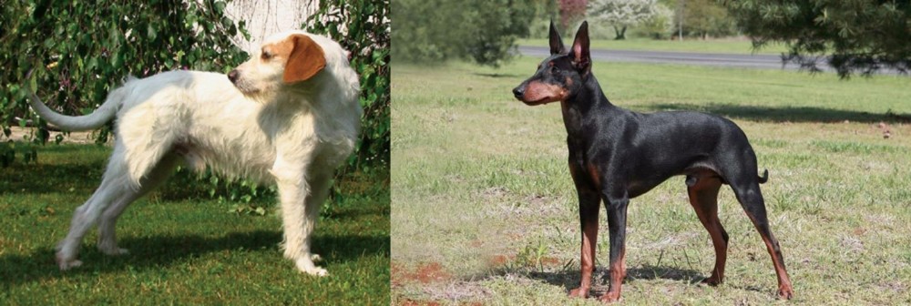 Manchester Terrier vs Istarski Ostrodlaki Gonic - Breed Comparison