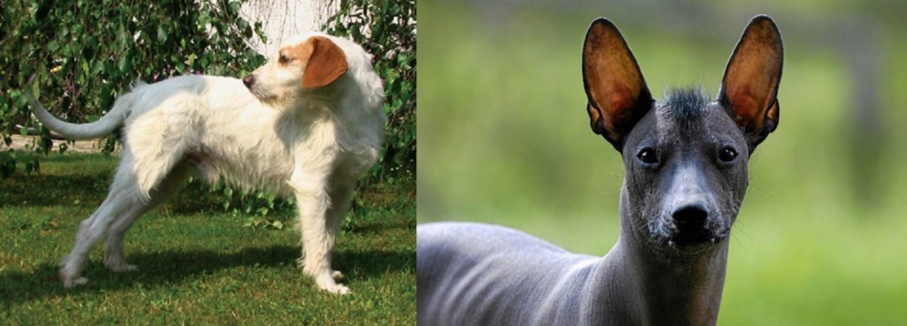 Mexican Hairless vs Istarski Ostrodlaki Gonic - Breed Comparison