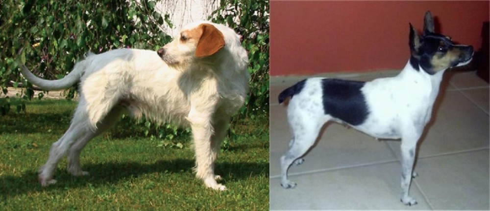 Miniature Fox Terrier vs Istarski Ostrodlaki Gonic - Breed Comparison