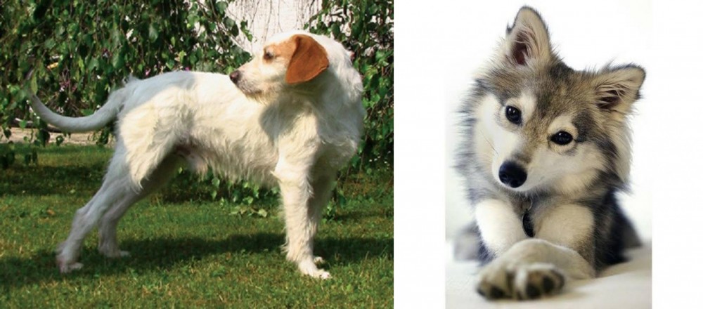 Miniature Siberian Husky vs Istarski Ostrodlaki Gonic - Breed Comparison