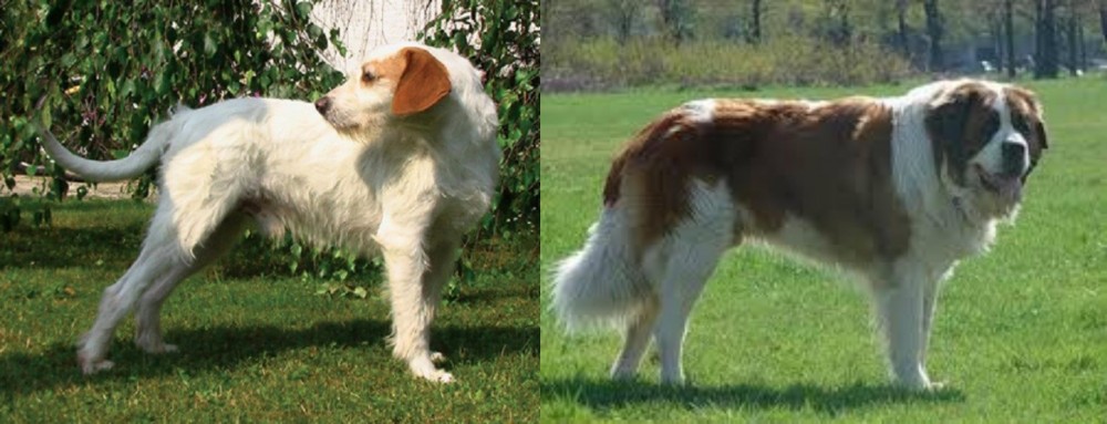 Moscow Watchdog vs Istarski Ostrodlaki Gonic - Breed Comparison